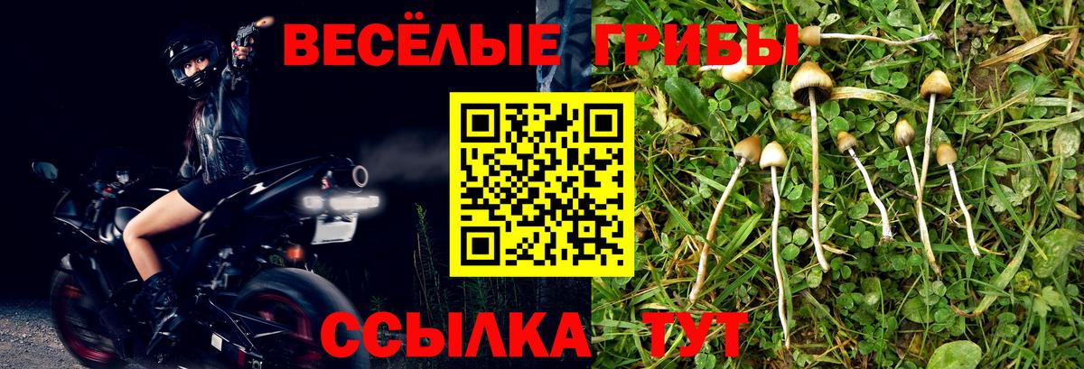 Галлюциногенные грибы Cubensis Качканар