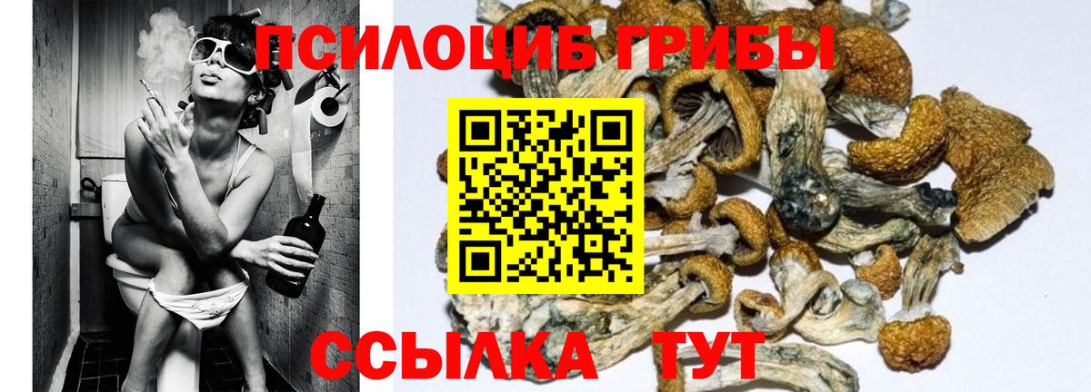 Качканар  Псилоцибиновые грибы GOLDEN TEACHER  Вход с VPN  Псилоцибиновые грибы Psilocybe 